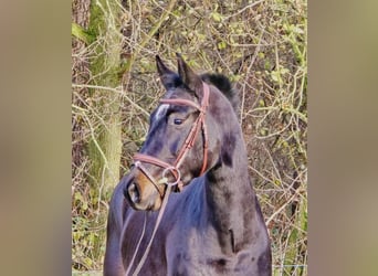 KWPN, Wallach, 3 Jahre, 160 cm, Rappe