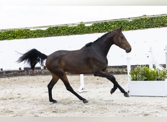 KWPN, Wallach, 3 Jahre, 161 cm, Dunkelbrauner