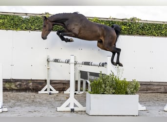 KWPN, Wallach, 3 Jahre, 161 cm, Dunkelbrauner