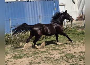 KWPN Mix, Wallach, 3 Jahre, 161 cm, Rappe