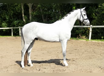 KWPN, Wallach, 3 Jahre, 161 cm, Schimmel