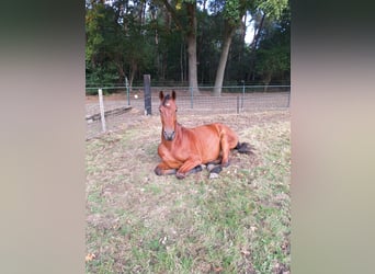 KWPN, Wallach, 3 Jahre, 162 cm, Brauner