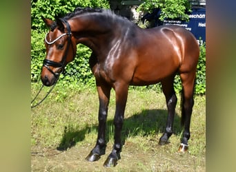 KWPN, Wallach, 3 Jahre, 162 cm, Brauner