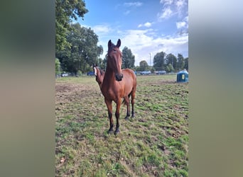 KWPN, Wallach, 3 Jahre, 162 cm, Brauner