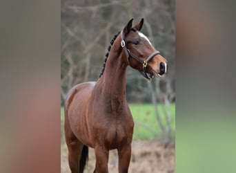 KWPN, Wallach, 3 Jahre, 162 cm, Dunkelbrauner