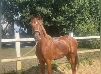 KWPN, Wallach, 3 Jahre, 162 cm, Fuchs