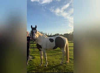 KWPN, Wallach, 3 Jahre, 162 cm, Schecke
