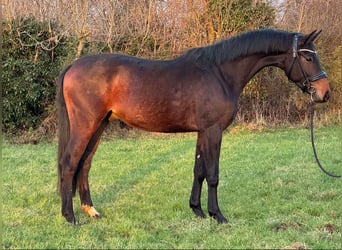 KWPN, Wallach, 3 Jahre, 162 cm, Schwarzbrauner