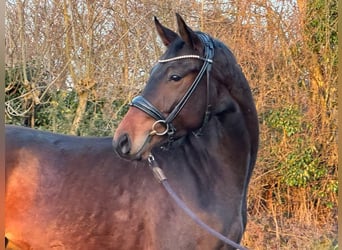 KWPN, Wallach, 3 Jahre, 162 cm, Schwarzbrauner