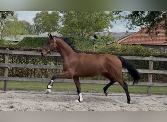 KWPN, Wallach, 3 Jahre, 163 cm, Brauner