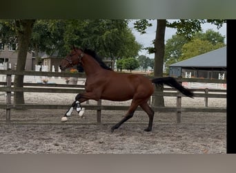 KWPN, Wallach, 3 Jahre, 163 cm, Brauner