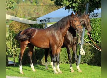 KWPN, Wallach, 3 Jahre, 163 cm, Brauner
