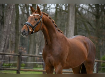 KWPN, Wallach, 3 Jahre, 163 cm, Dunkelfuchs