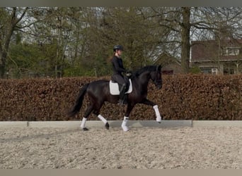 KWPN, Wallach, 3 Jahre, 163 cm, Rappe