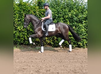 KWPN, Wallach, 3 Jahre, 163 cm, Rappe