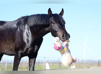 KWPN, Wallach, 3 Jahre, 163 cm, Schwarzbrauner