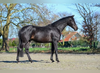 KWPN, Wallach, 3 Jahre, 163 cm, Schwarzbrauner