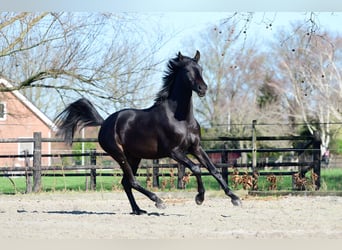 KWPN, Wallach, 3 Jahre, 163 cm, Schwarzbrauner