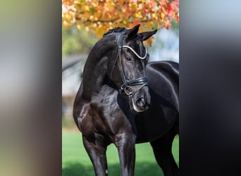 KWPN, Wallach, 3 Jahre, 164 cm, Rappe