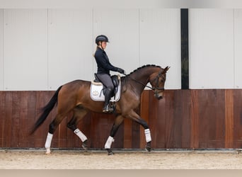 KWPN, Wallach, 3 Jahre, 165 cm, Brauner