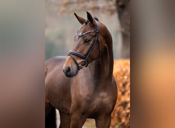 KWPN, Wallach, 3 Jahre, 165 cm, Brauner