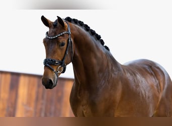 KWPN, Wallach, 3 Jahre, 165 cm, Brauner