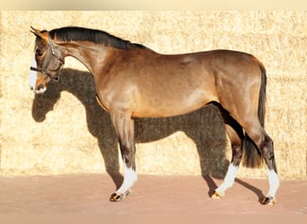 KWPN, Wallach, 3 Jahre, 165 cm, Brauner