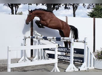 KWPN, Wallach, 3 Jahre, 165 cm, Brauner