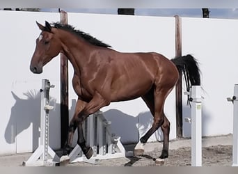 KWPN, Wallach, 3 Jahre, 165 cm, Brauner