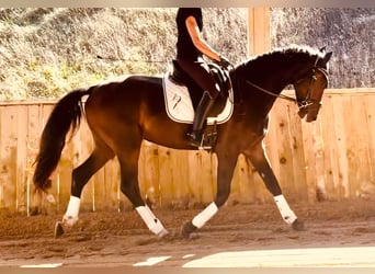 KWPN, Wallach, 3 Jahre, 165 cm, Dunkelbrauner