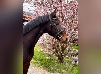 KWPN, Wallach, 3 Jahre, 165 cm, Dunkelbrauner