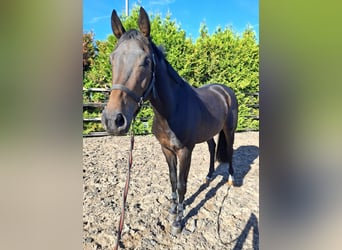 KWPN, Wallach, 3 Jahre, 165 cm, Dunkelbrauner