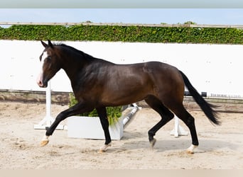KWPN, Wallach, 3 Jahre, 165 cm, Dunkelbrauner