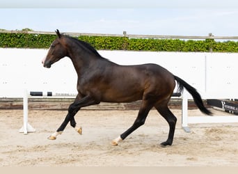KWPN, Wallach, 3 Jahre, 165 cm, Dunkelbrauner