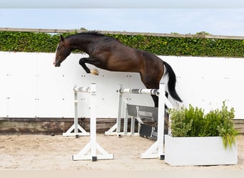 KWPN, Wallach, 3 Jahre, 165 cm, Dunkelbrauner