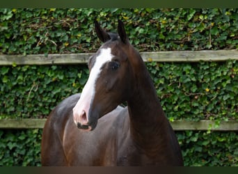 KWPN, Wallach, 3 Jahre, 165 cm, Dunkelbrauner
