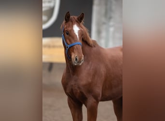 KWPN, Wallach, 3 Jahre, 165 cm, Hellbrauner