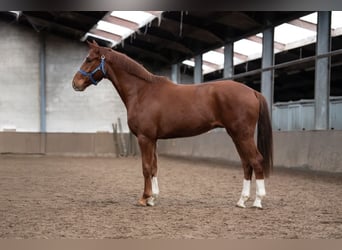 KWPN, Wallach, 3 Jahre, 165 cm, Hellbrauner