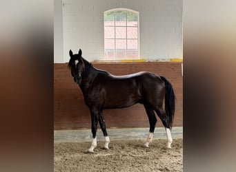 KWPN, Wallach, 3 Jahre, 165 cm, Rappe