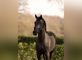 KWPN, Wallach, 3 Jahre, 165 cm, Rappe