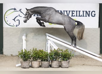 KWPN, Wallach, 3 Jahre, 165 cm, Schimmel