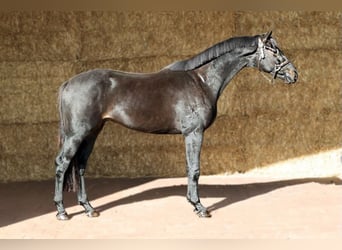 KWPN, Wallach, 3 Jahre, 165 cm, Schwarzbrauner