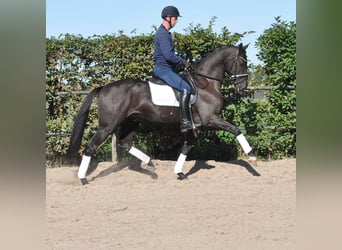 KWPN, Wallach, 3 Jahre, 165 cm, Schwarzbrauner