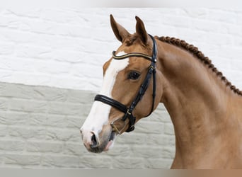 KWPN, Wallach, 3 Jahre, 165 cm