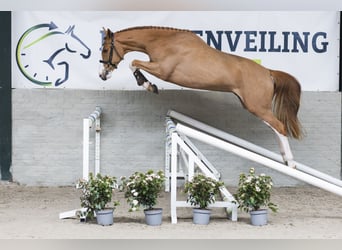 KWPN, Wallach, 3 Jahre, 165 cm