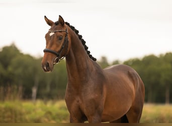 KWPN, Wallach, 3 Jahre, 166 cm, Brauner