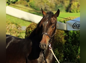 KWPN, Wallach, 3 Jahre, 166 cm, Brauner