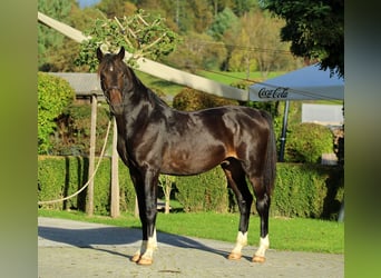 KWPN, Wallach, 3 Jahre, 166 cm, Brauner