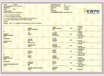 KWPN, Wallach, 3 Jahre, 166 cm, Brauner