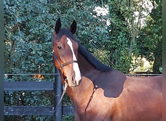 KWPN, Wallach, 3 Jahre, 166 cm, Brauner
